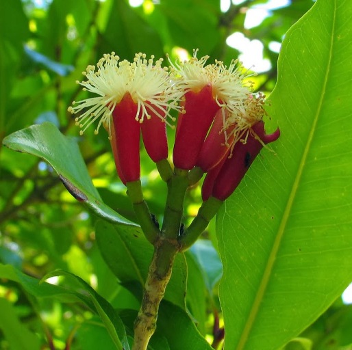 Clove Bud Indonesia Essential Oil 2